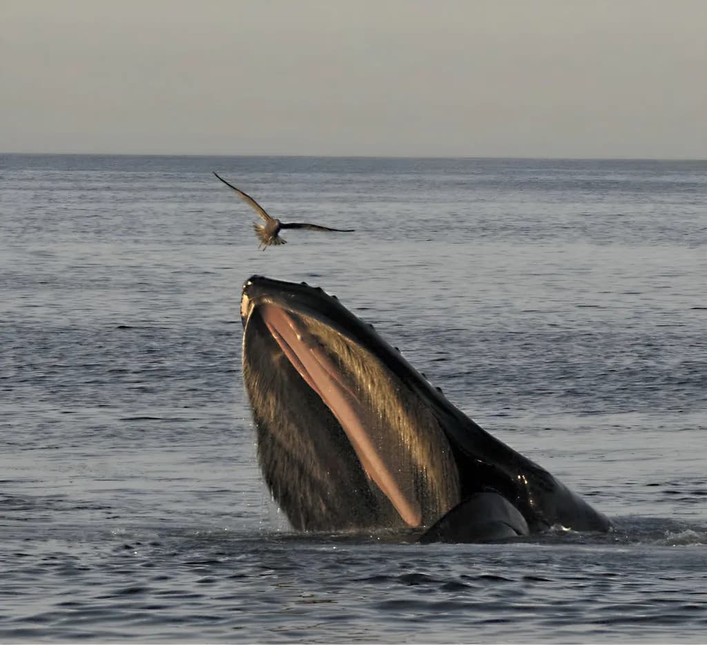 Whale and Bird Interaction