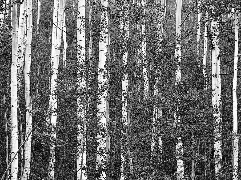 Aspen Forest Shadows