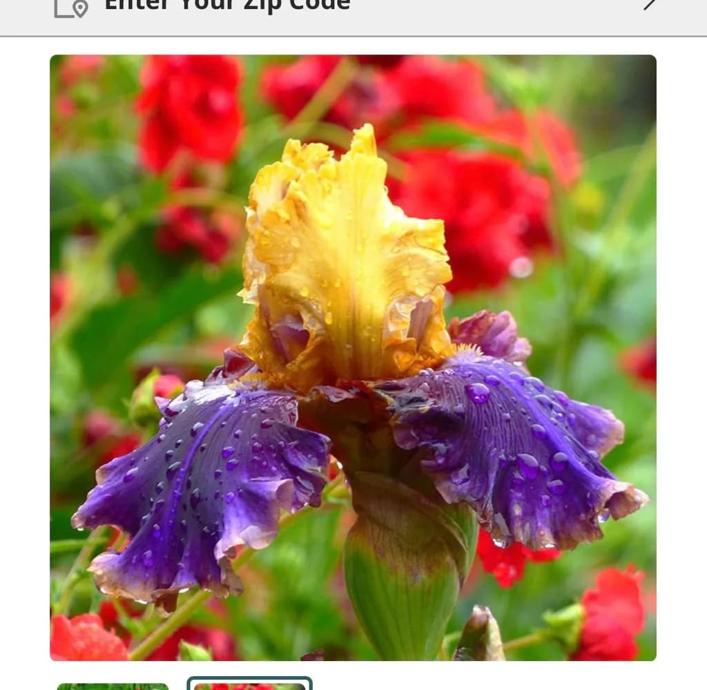 Iris with Raindrops
