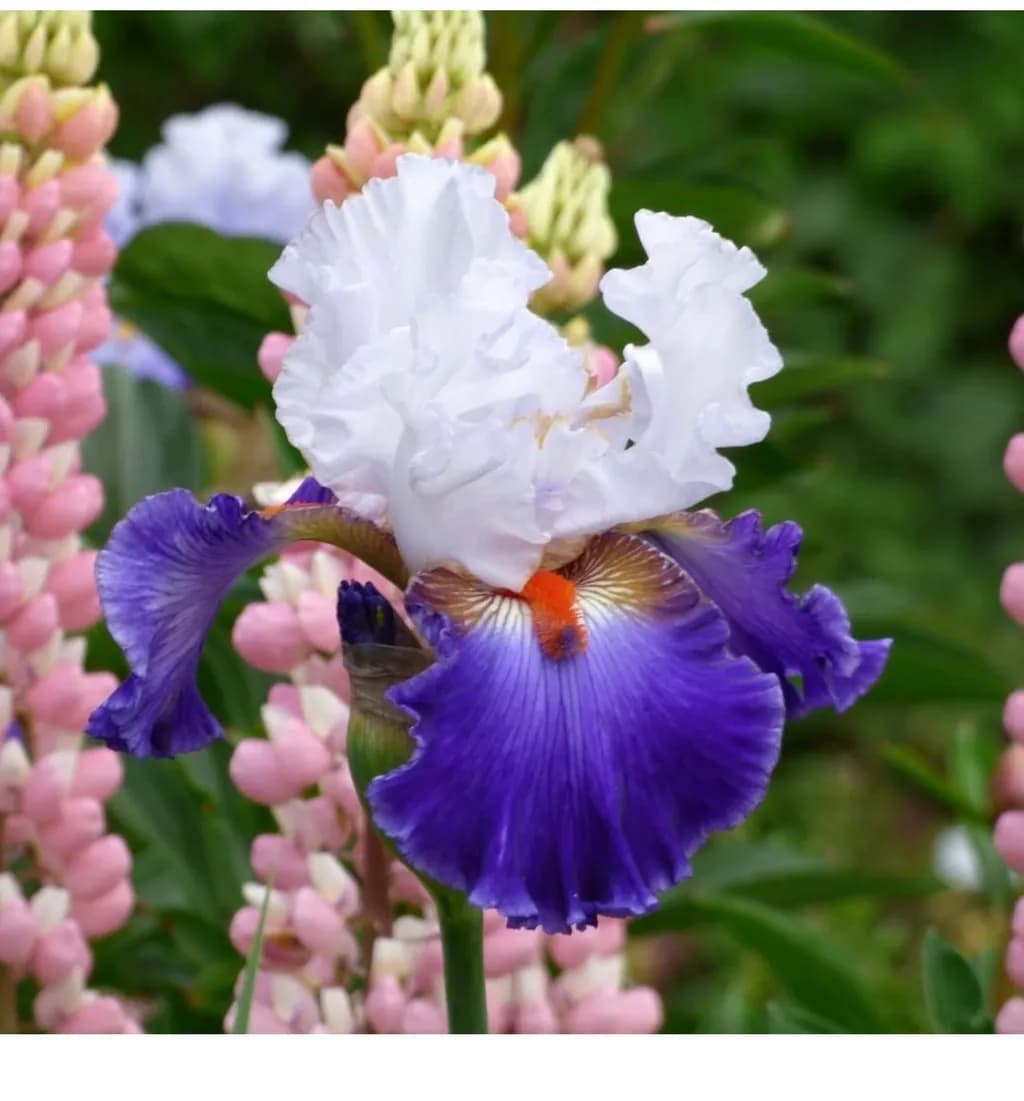 Iris Bloom