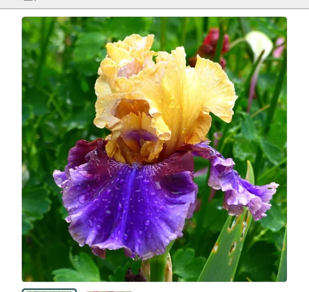 Iris Bloom Contrast