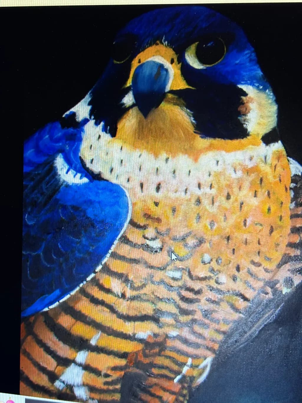 Peregrine Falcon Close-Up