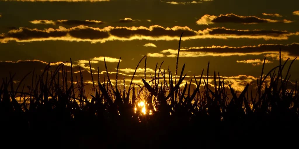 Sunset Through Cornfield