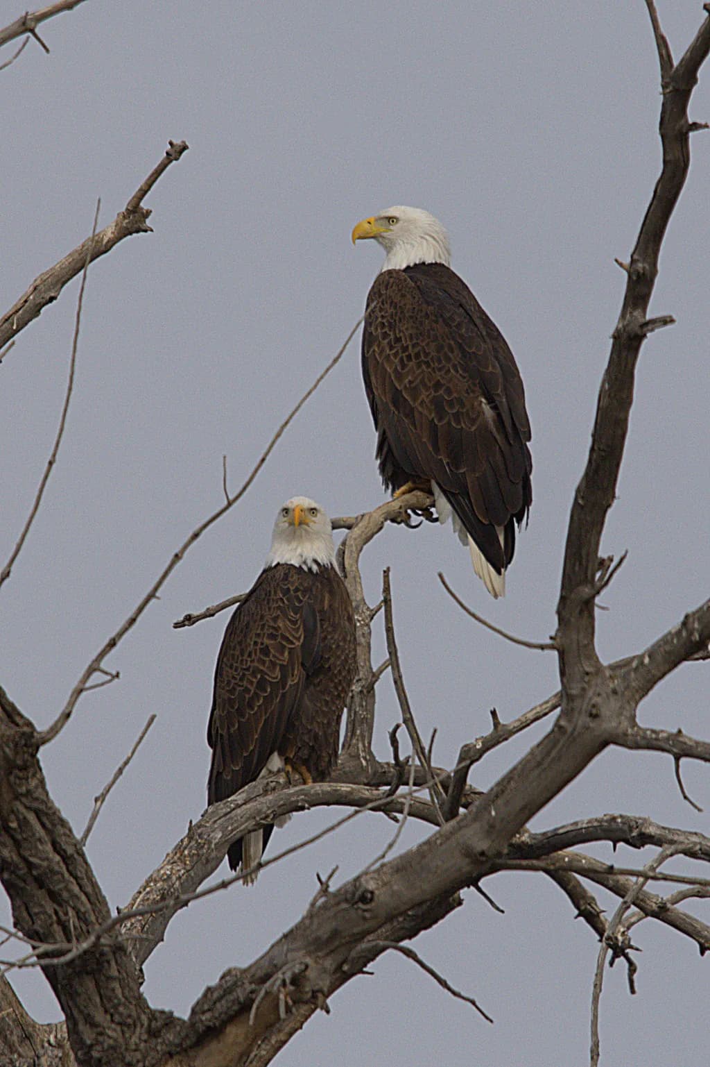 Perched Bald Eagles