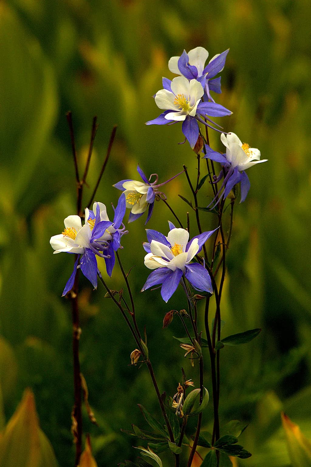 Columbine Blooms