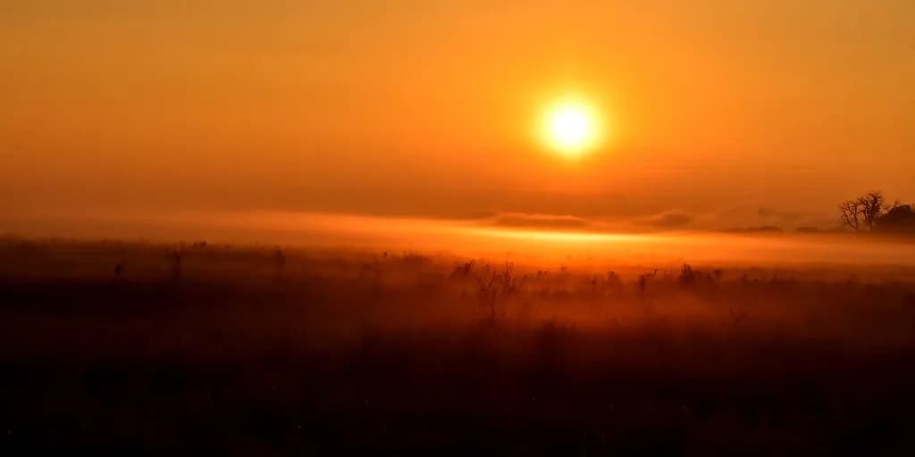 Foggy Sunrise Field