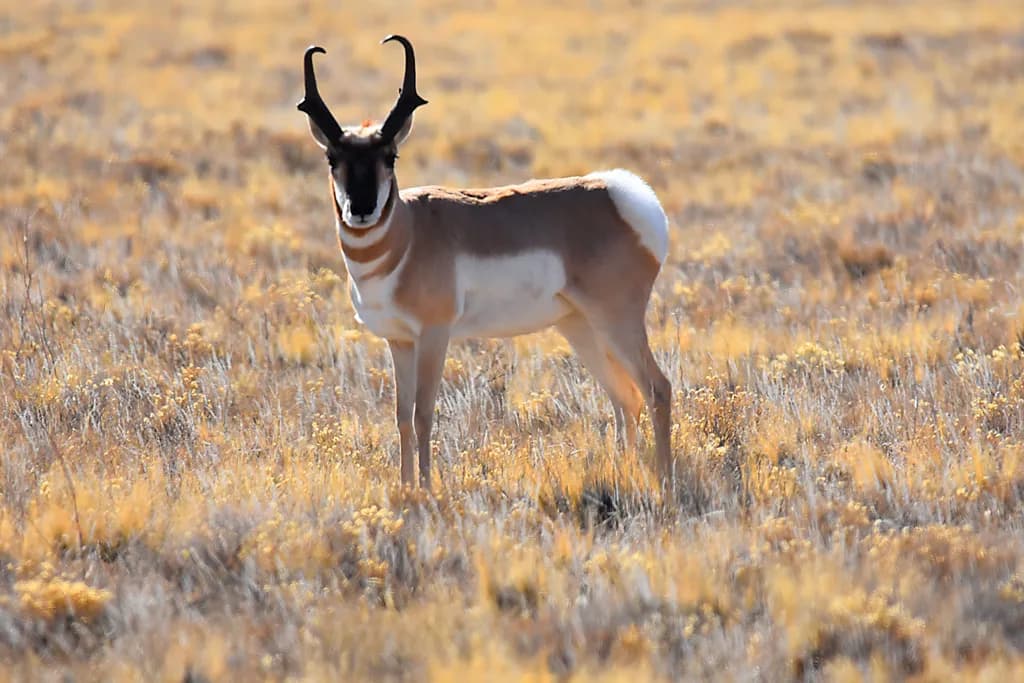 Prairie Pronghorn