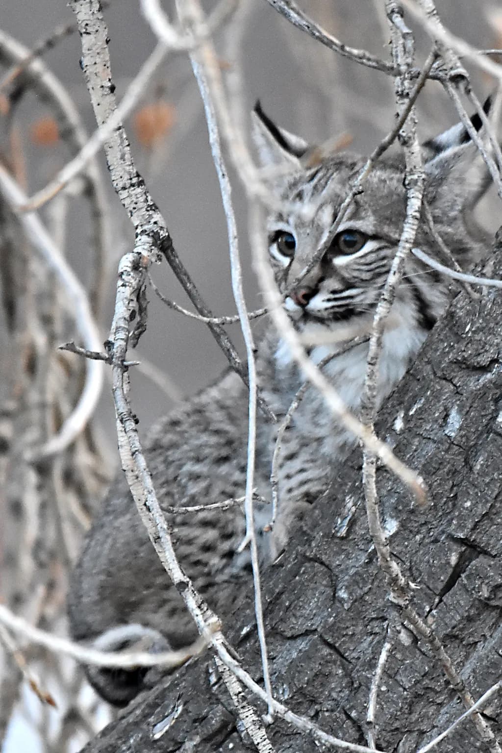 Bobcat in Tree