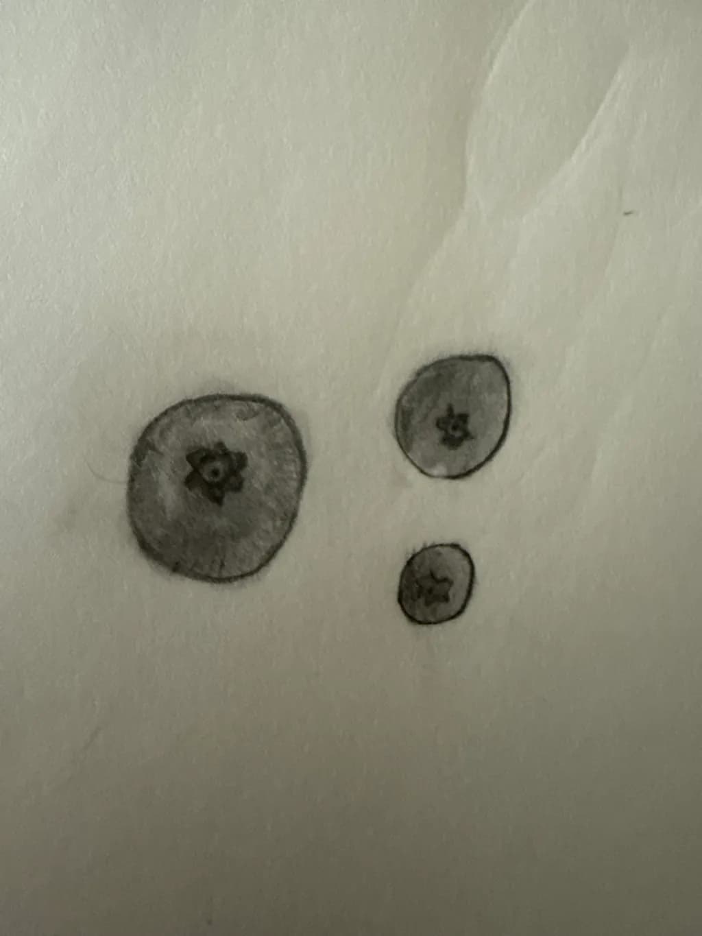 Blueberry Trio