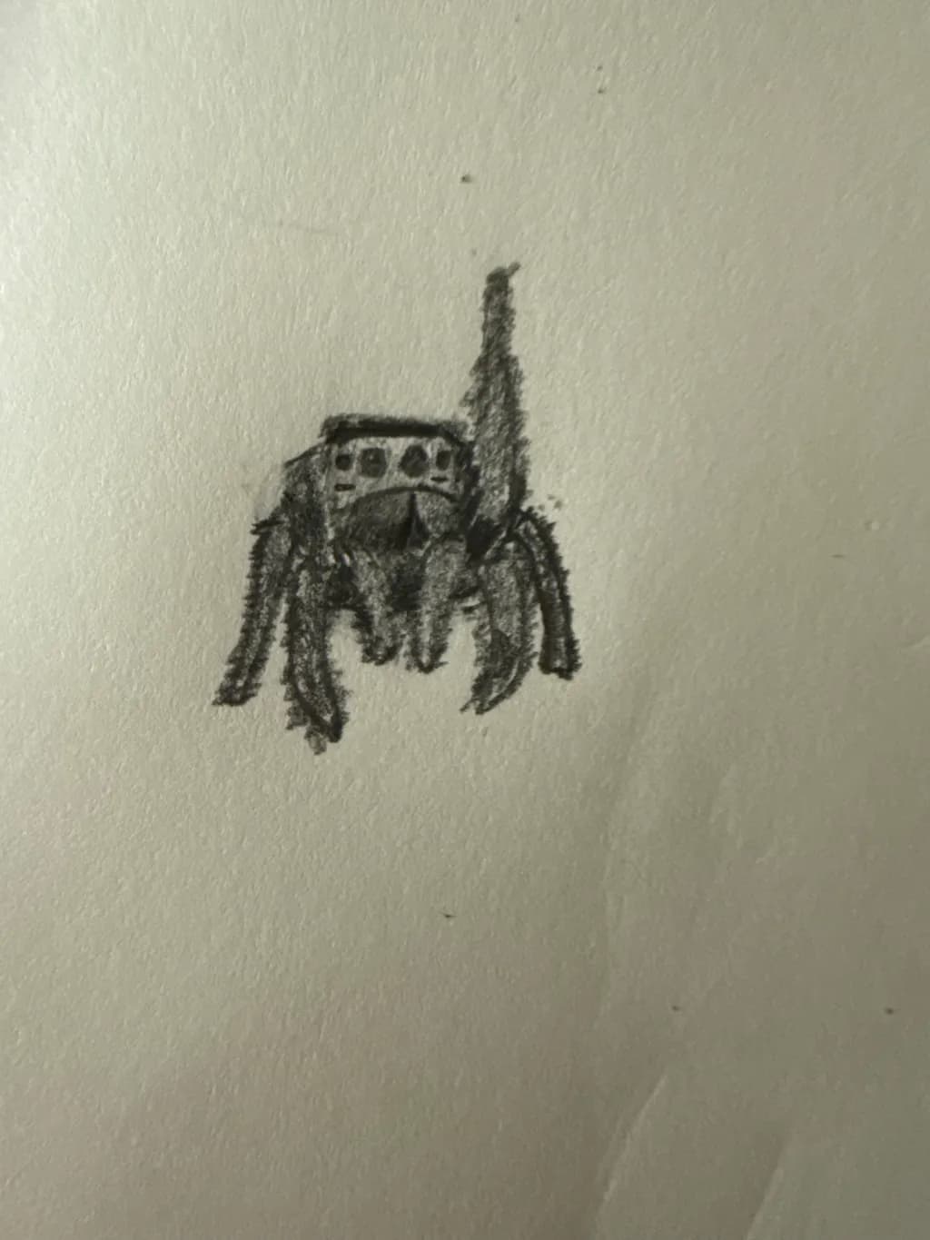 Jumping Spider Study