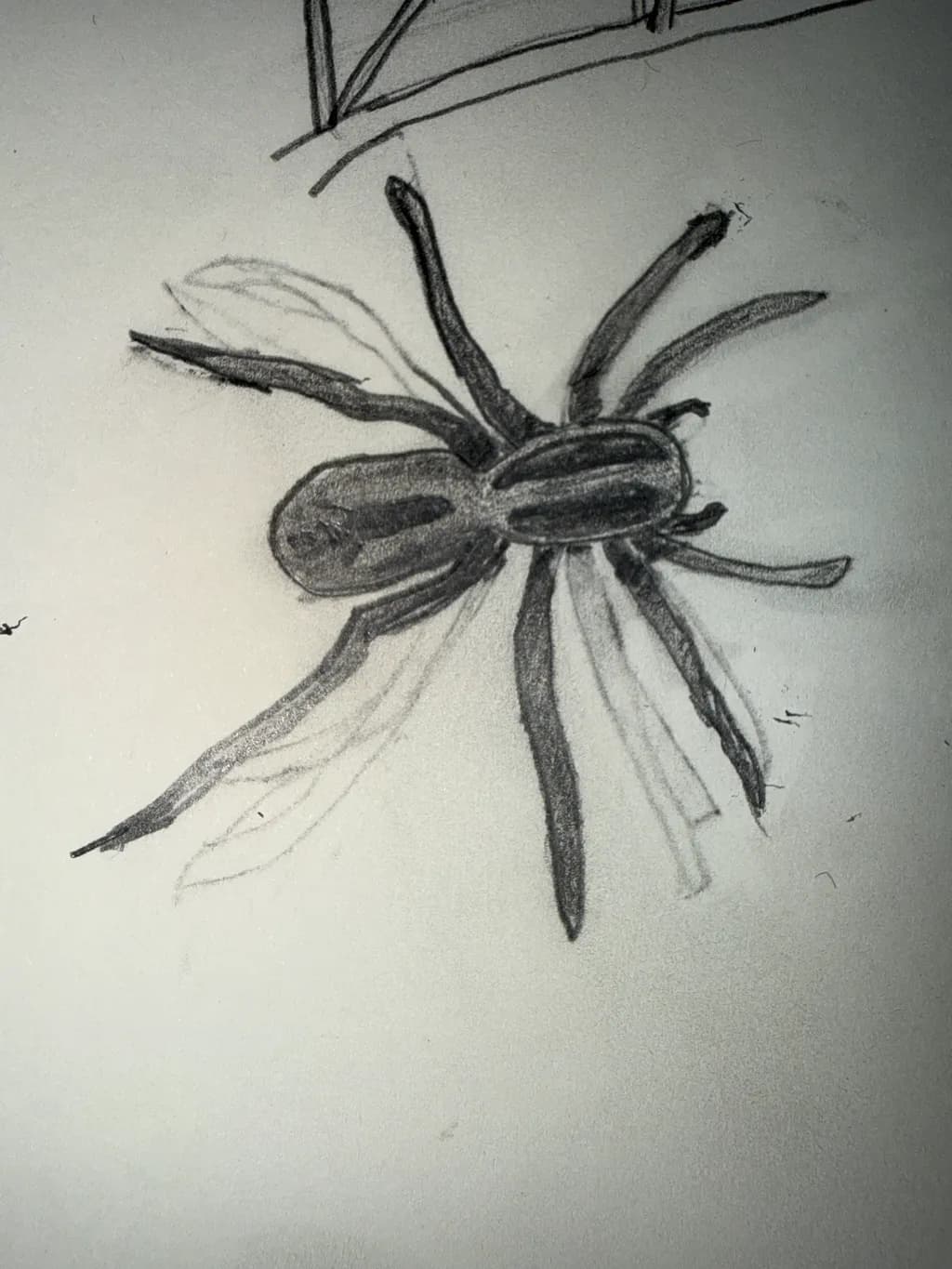 Striped Spider Sketch