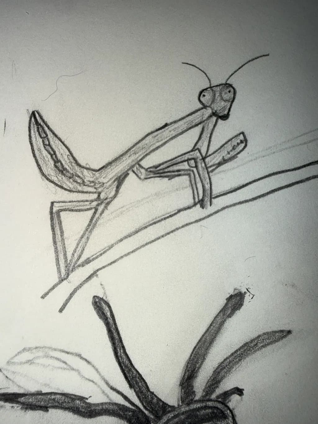 Praying Mantis on Branch