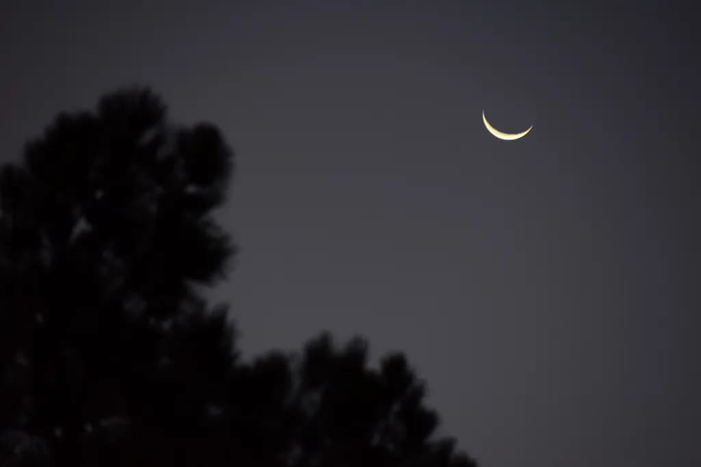 Crescent Moon and Trees