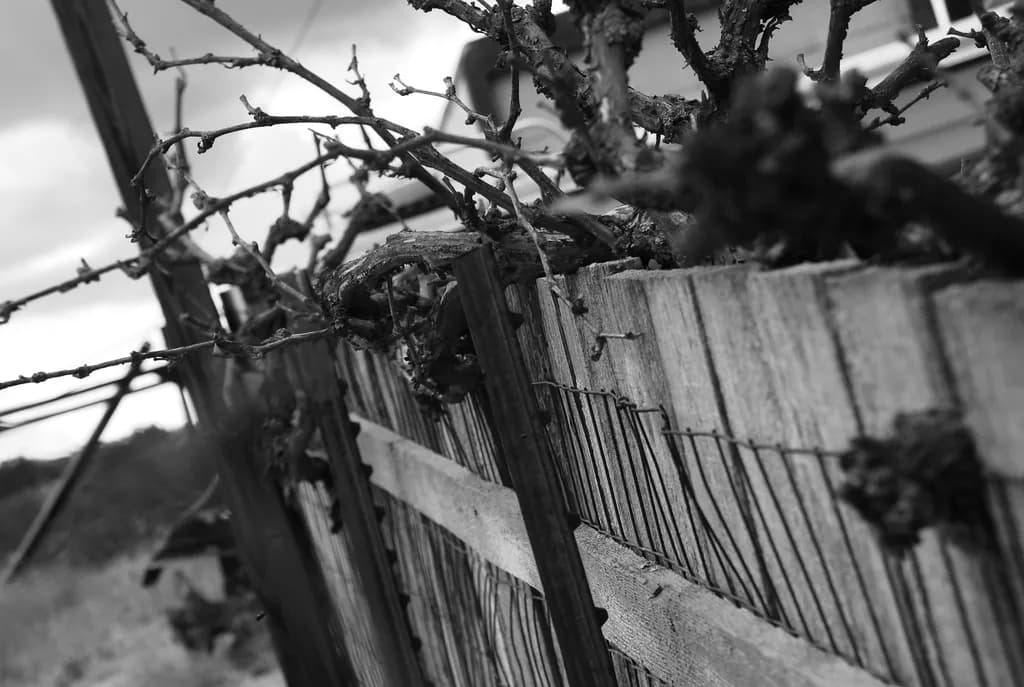 Weathered Wood Fence