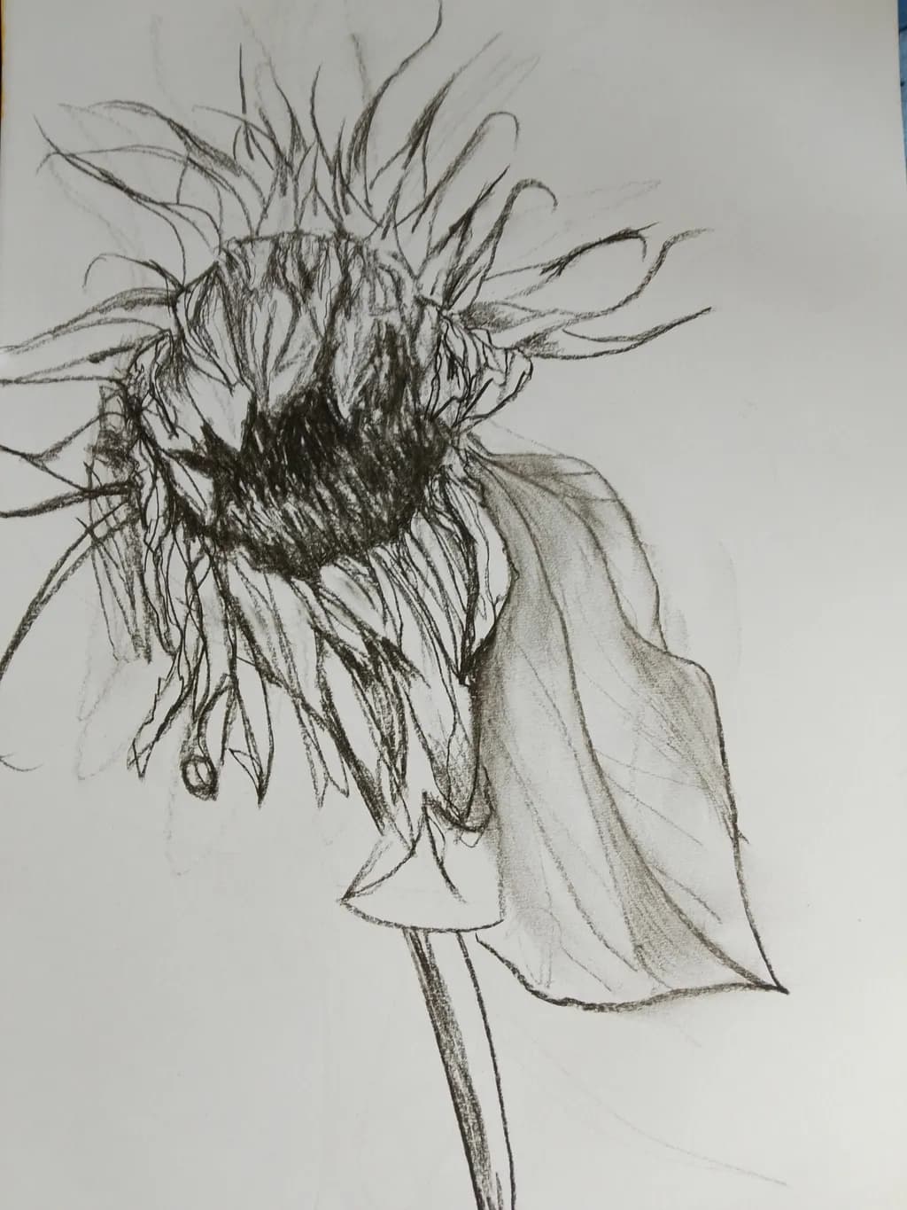 Withered Sunflower