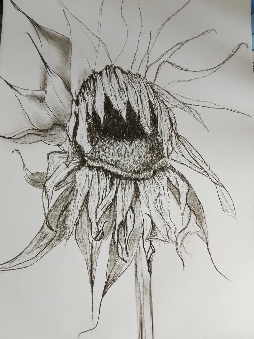 Withered Sunflower