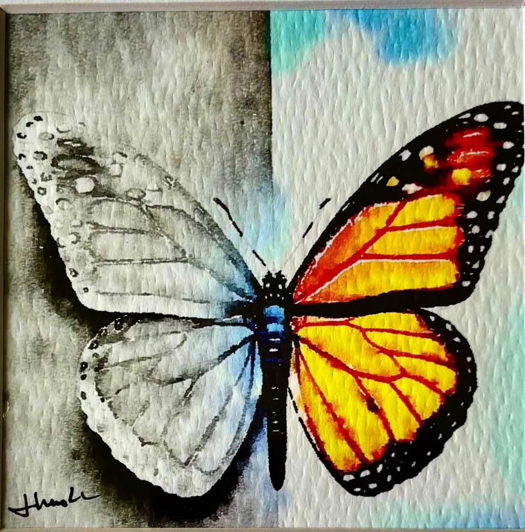 Monarch Contrast