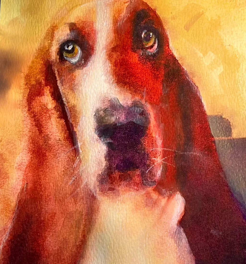 Basset Gaze