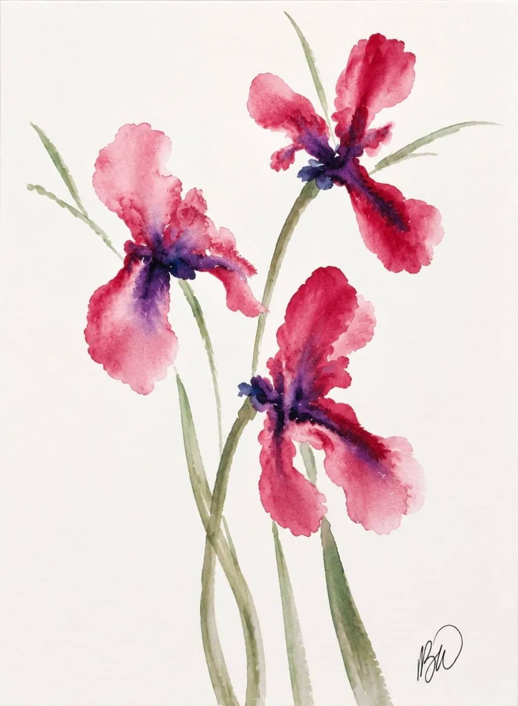 Pink Iris Blooms