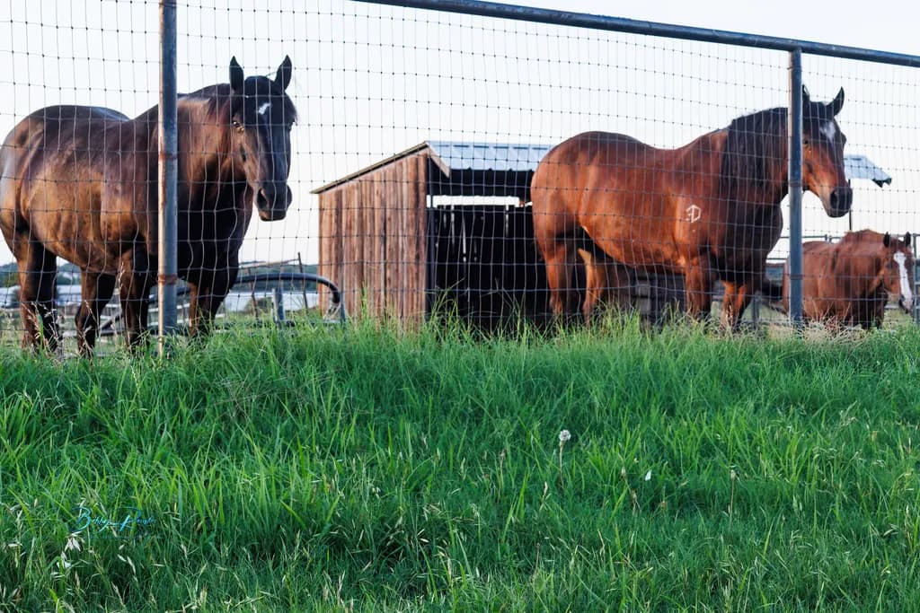 Pasture Horses