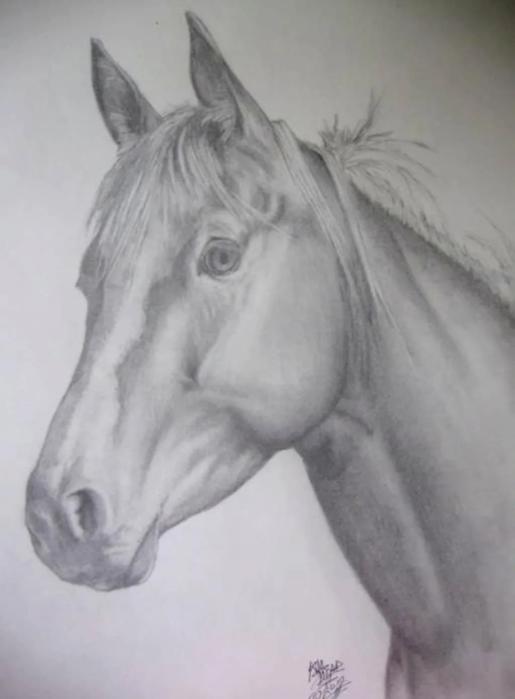 Horse Portrait 03