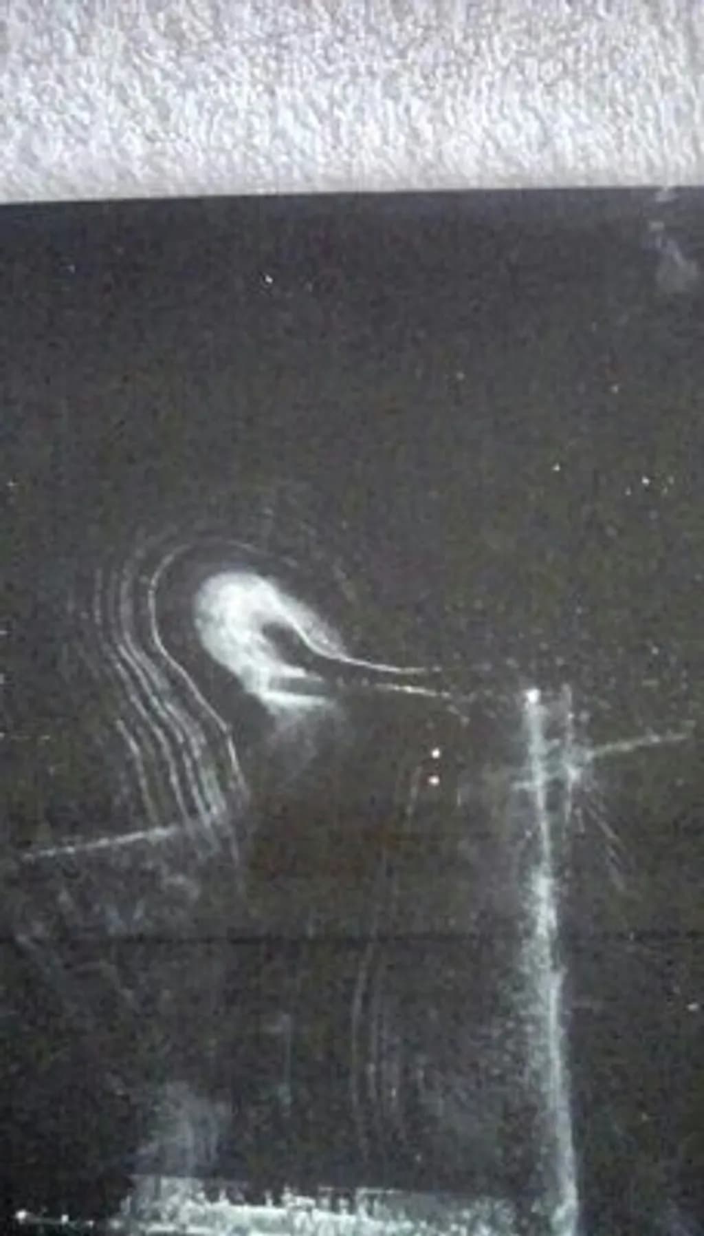 Ghostly Bird Silhouette