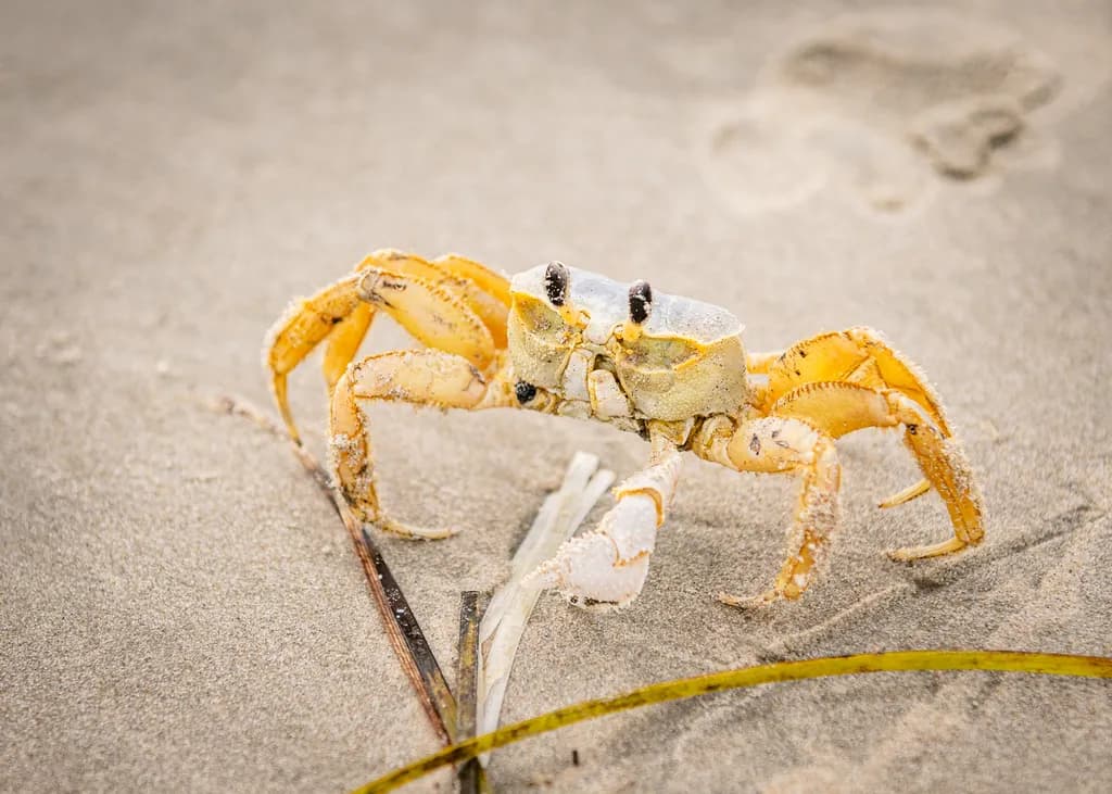 Sandy Crab Close-up