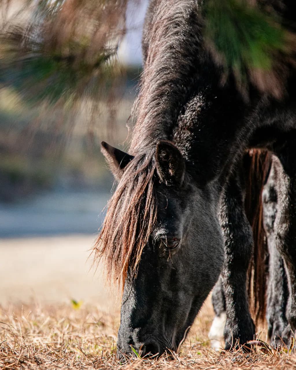 Black Horse Grazing