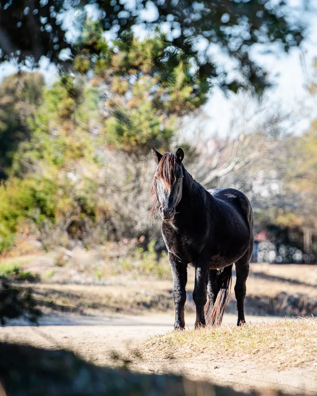 Black Horse in Light