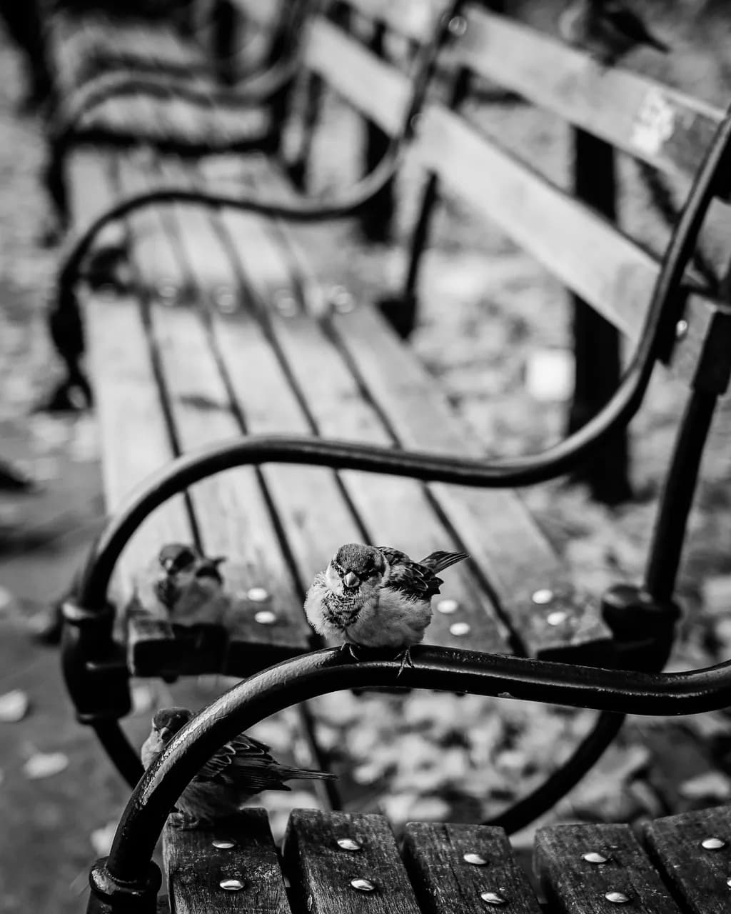 Bird on Bench