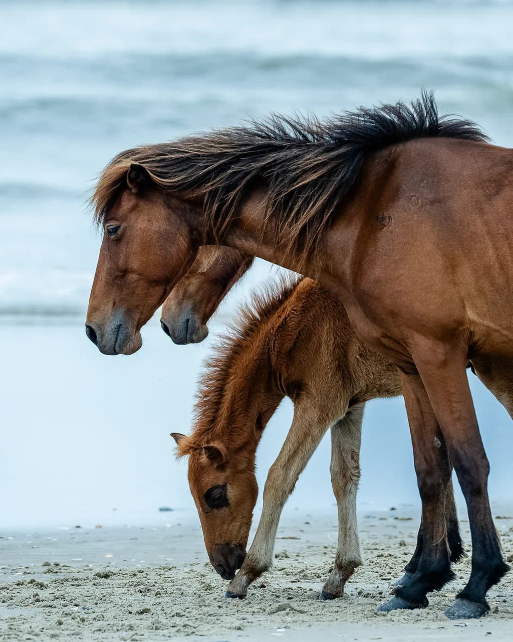 Beach Horses