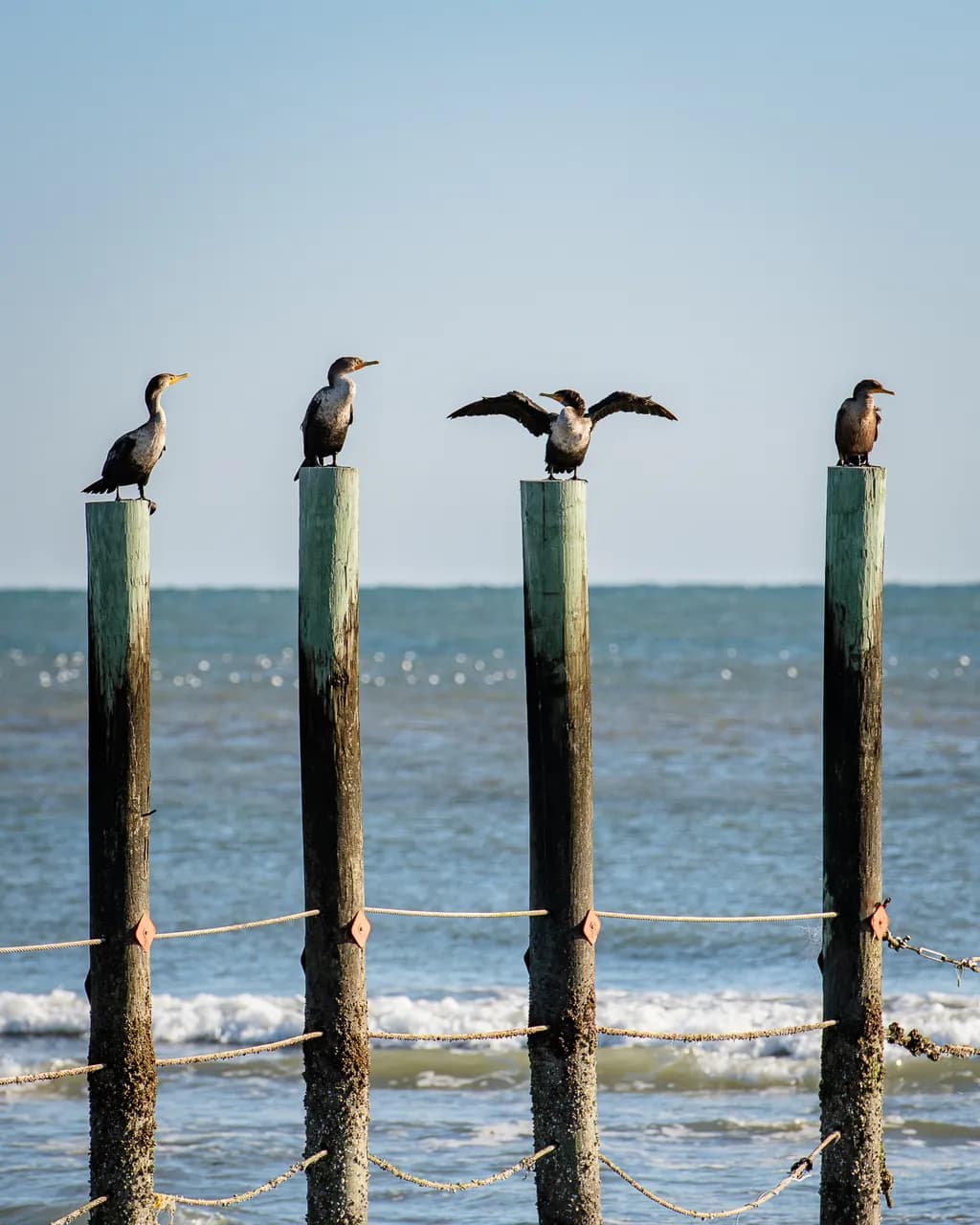 Birds on Ocean Poles