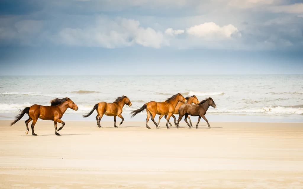 Horses on Beach