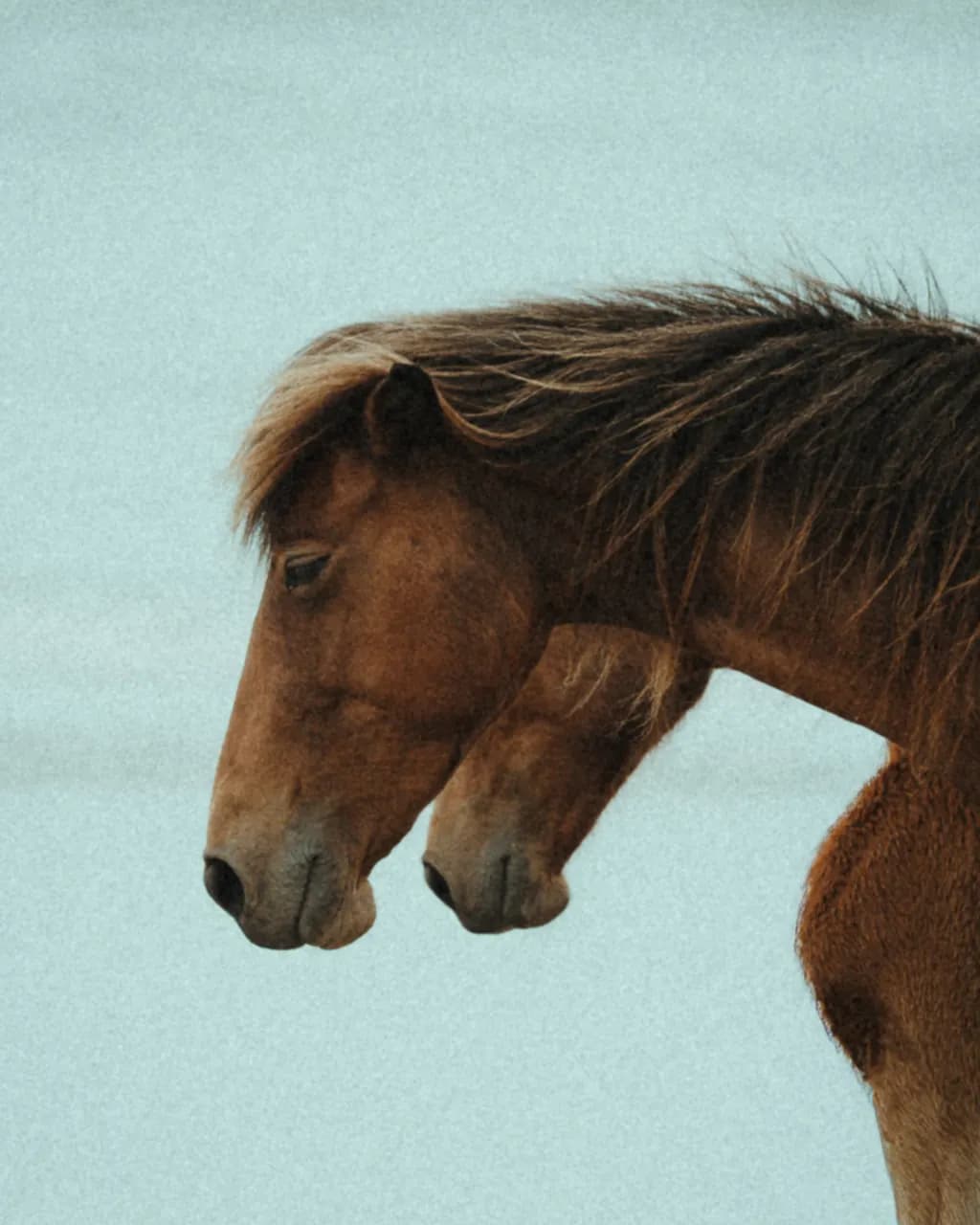 Chestnut Horse Portrait