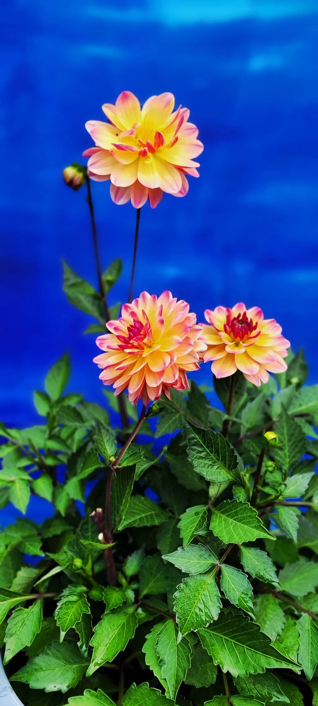 Yellow Dahlia Blooms