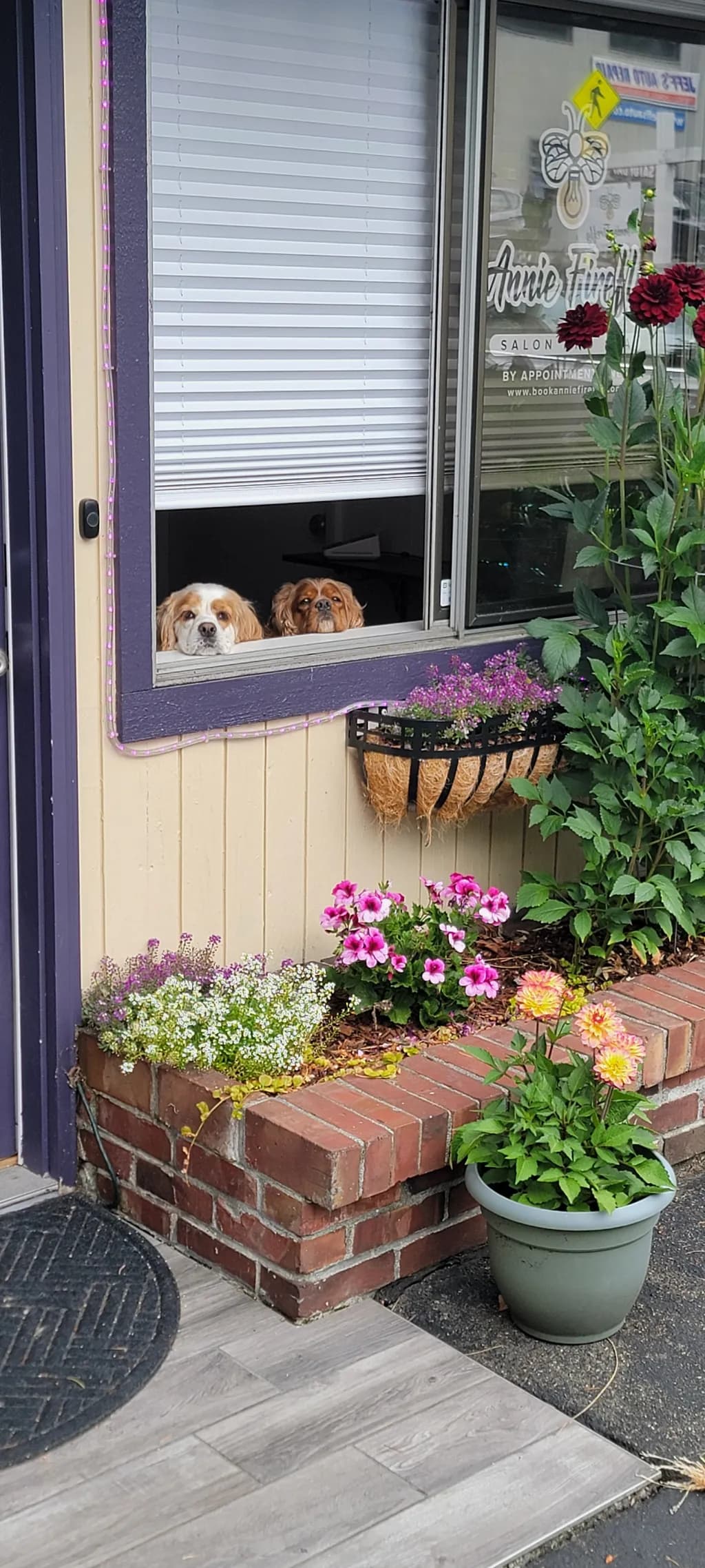 Window Watch Dogs