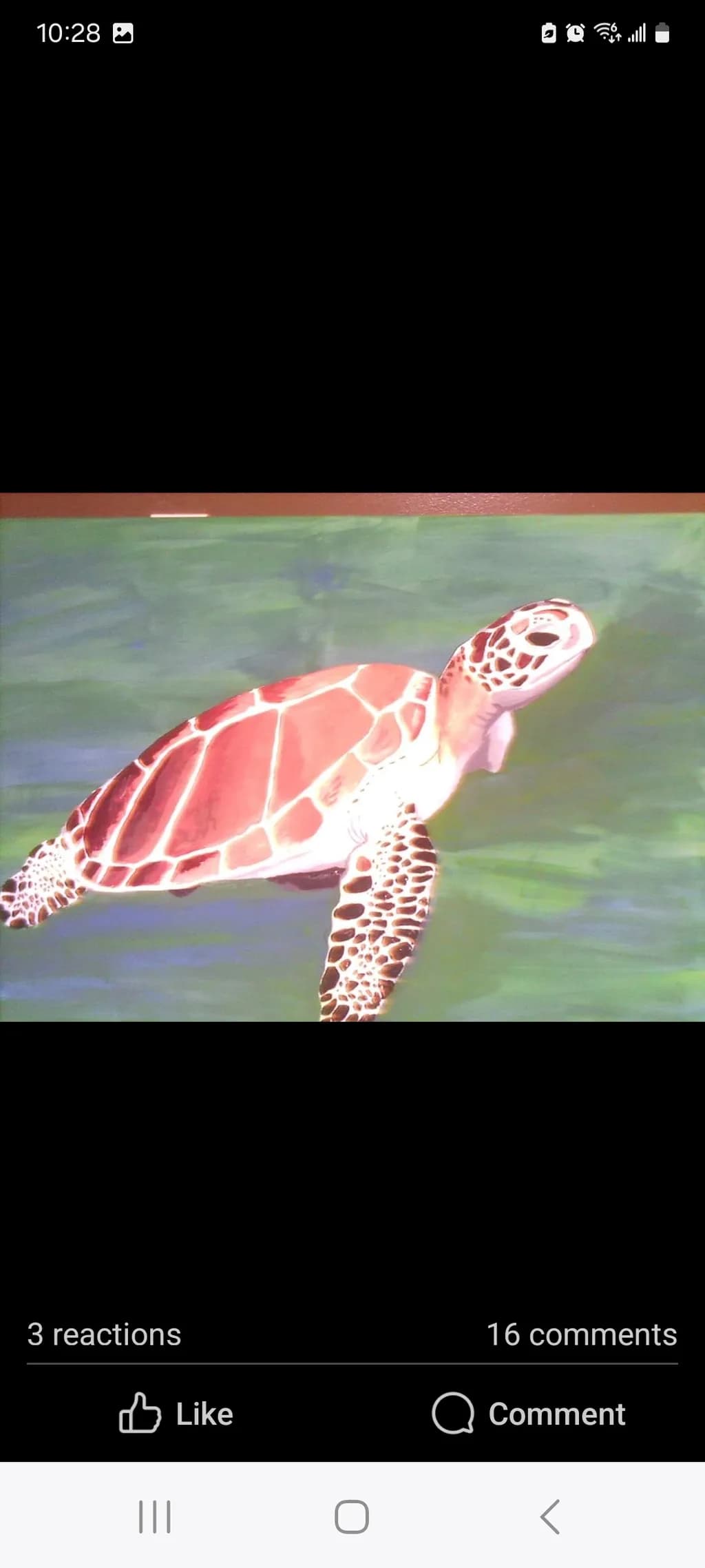 Sea Turtle Swim