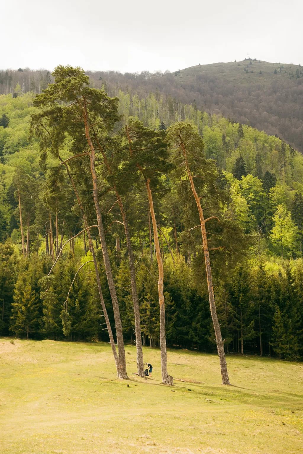 Leaning Pines in Meadow