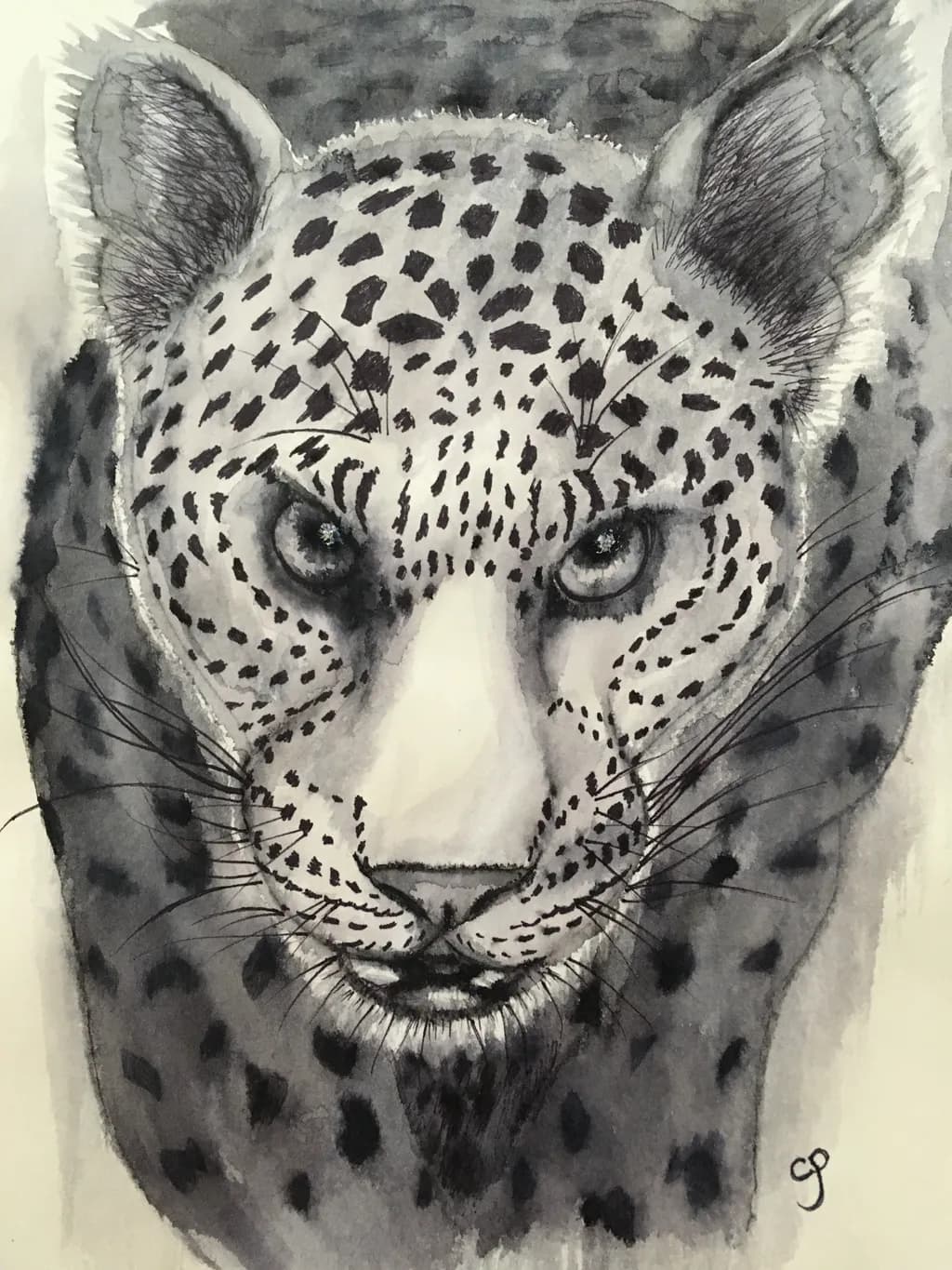 Leopard Gaze