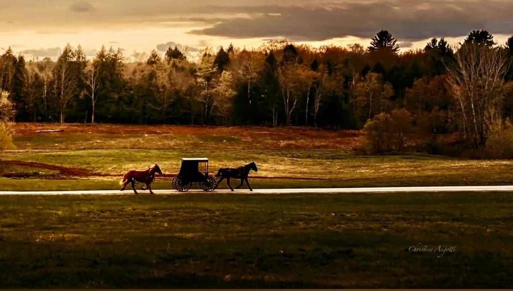 Horse and Carriage in Forest