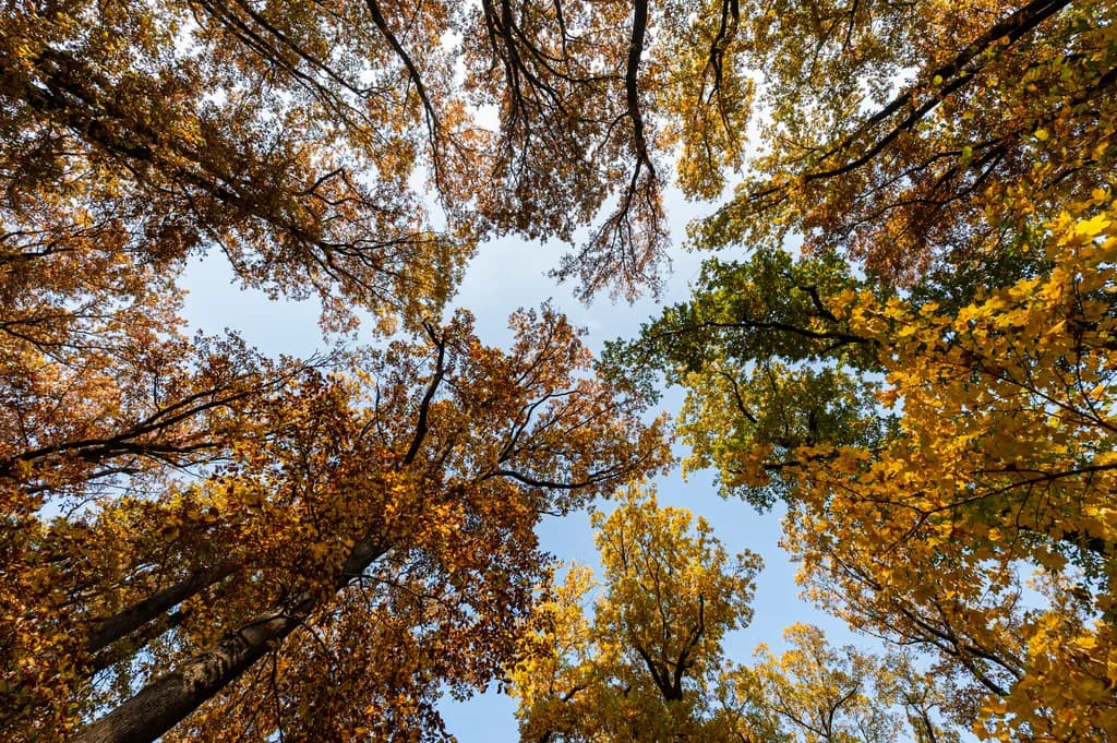 Autumn Tree Canopy