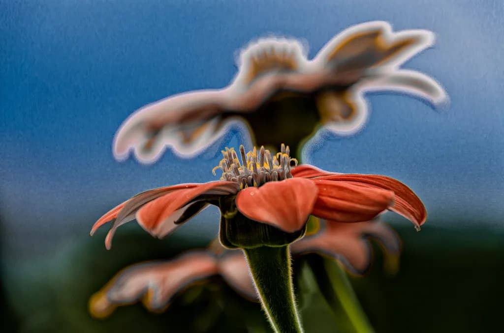 Flower Close-Up