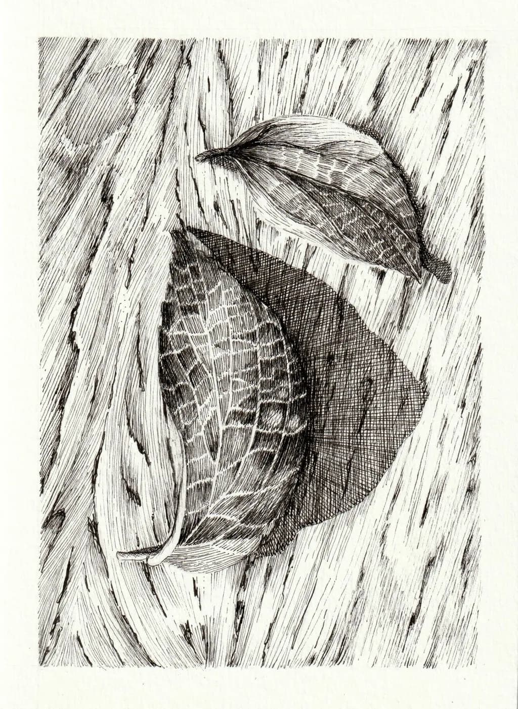 Leaves on Wood Texture