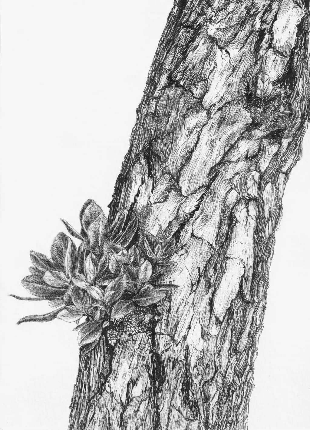 Tree Bark Texture