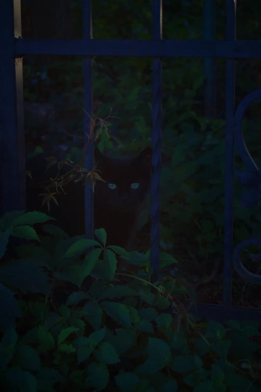 Black Cat Behind Gate