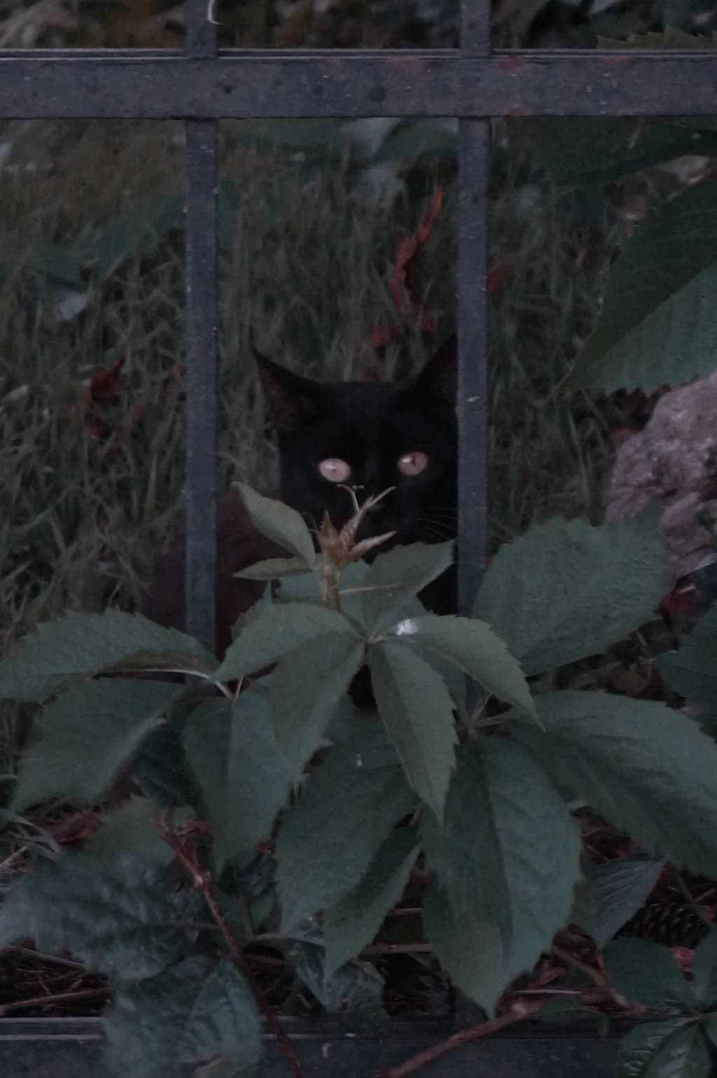Cat Behind Leaves