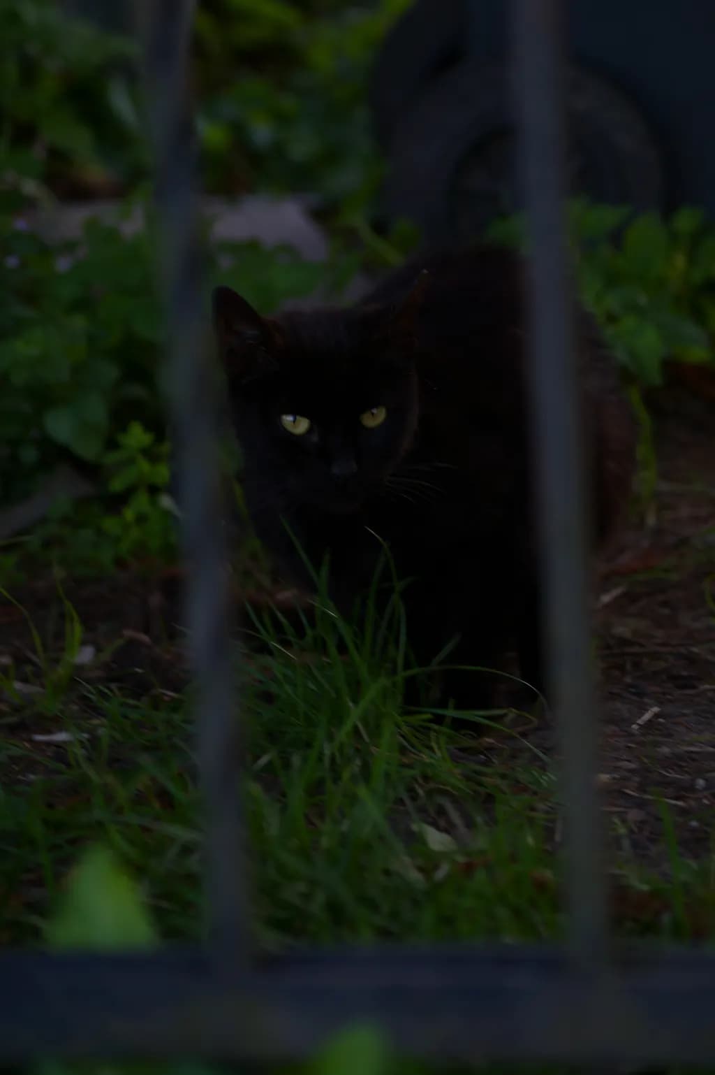 Black Cat in Grass