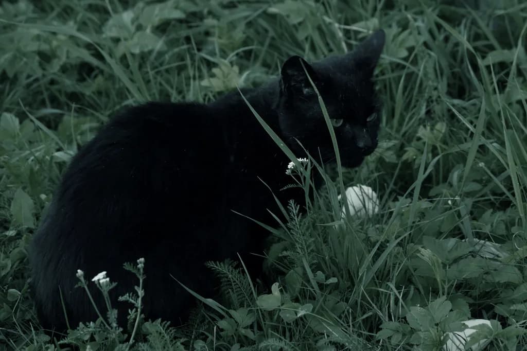 Black Cat in Grass