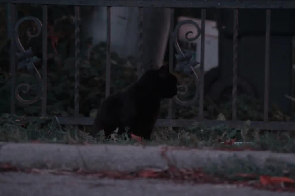Black Cat Fence
