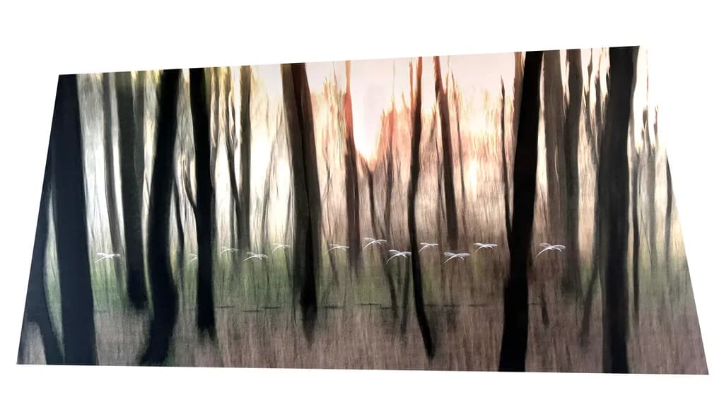 Wald Vögel Motion